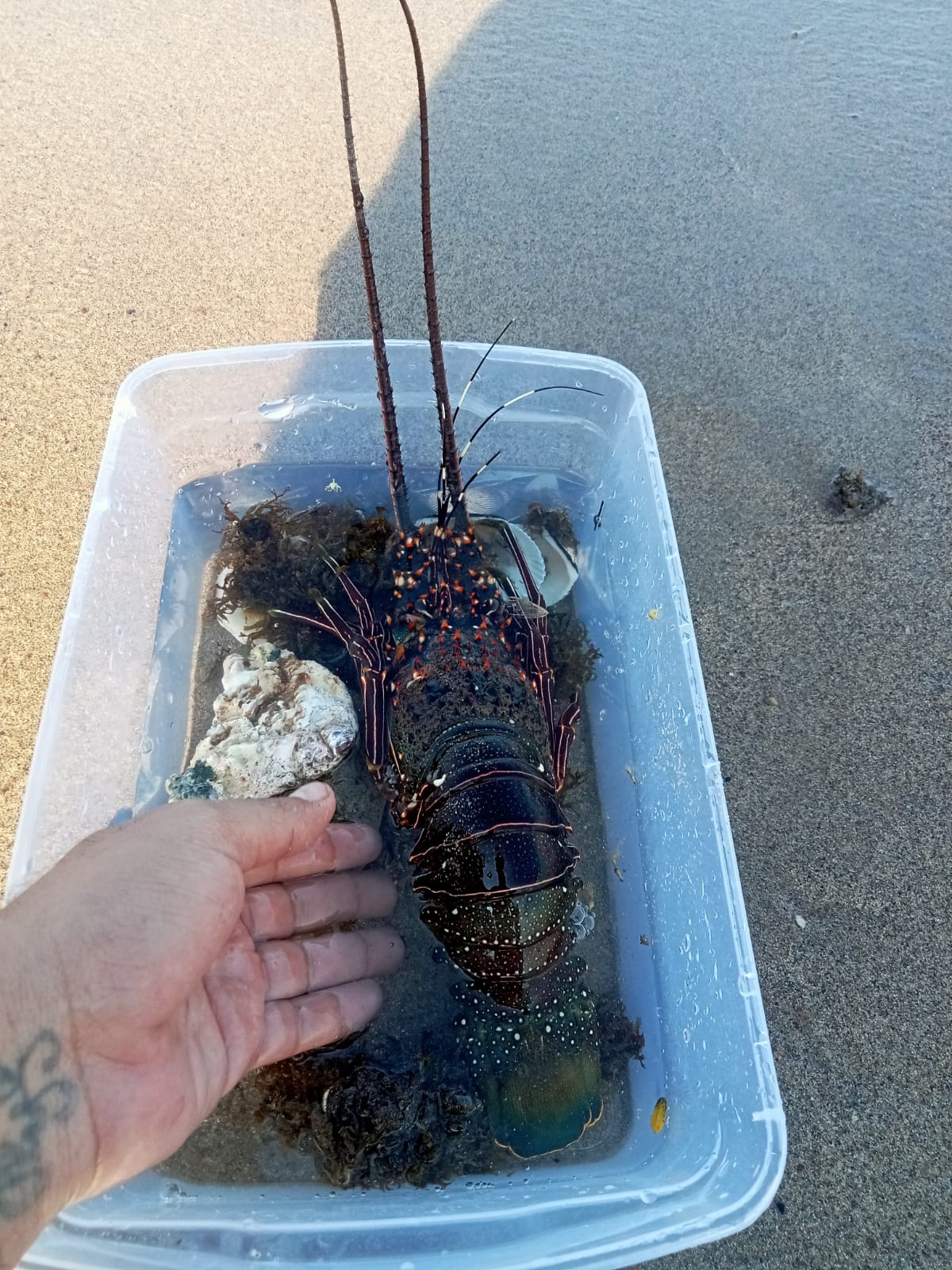 Lobster in transport