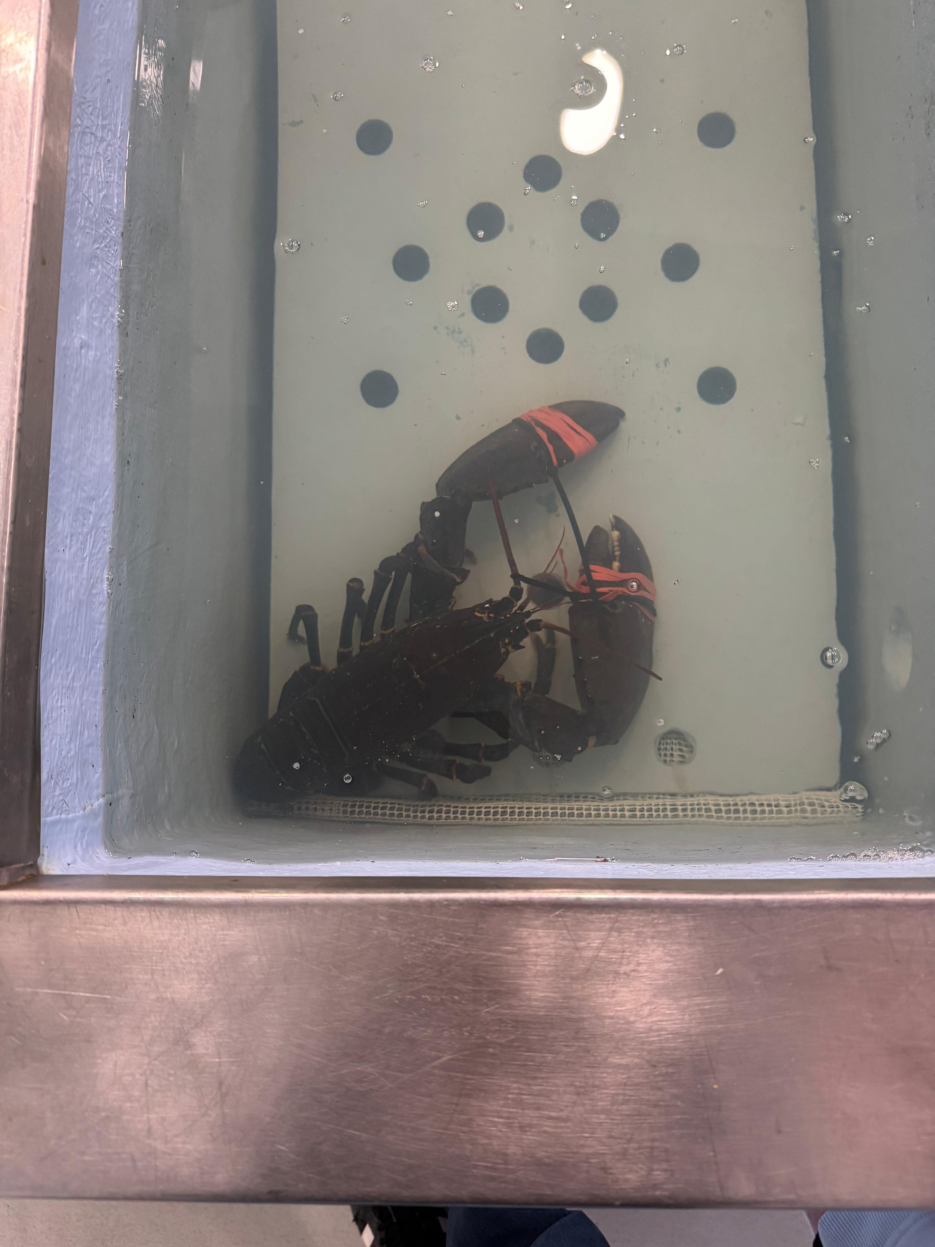 Mr. Lava-G in the tank