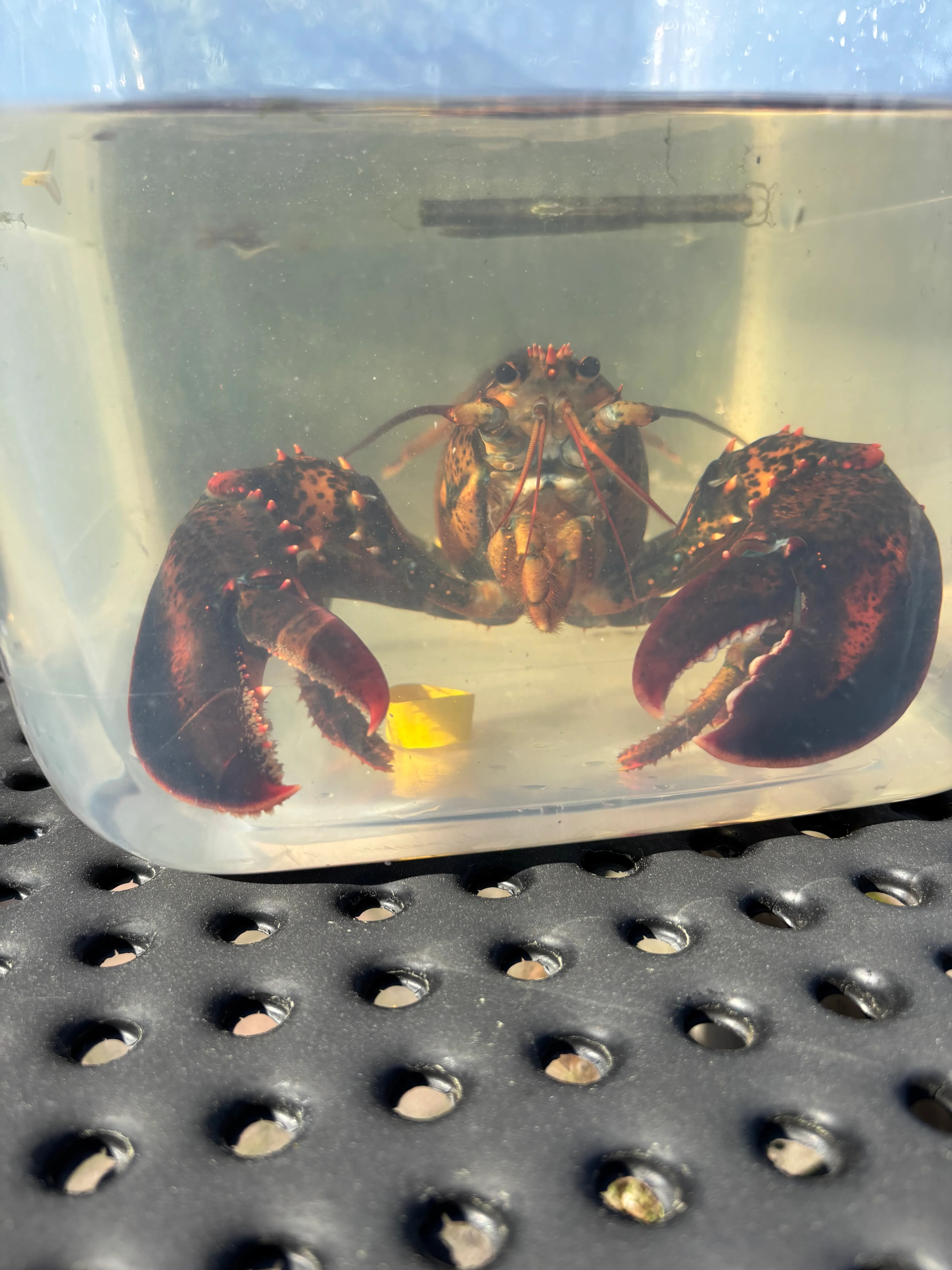 Stinbo before the release