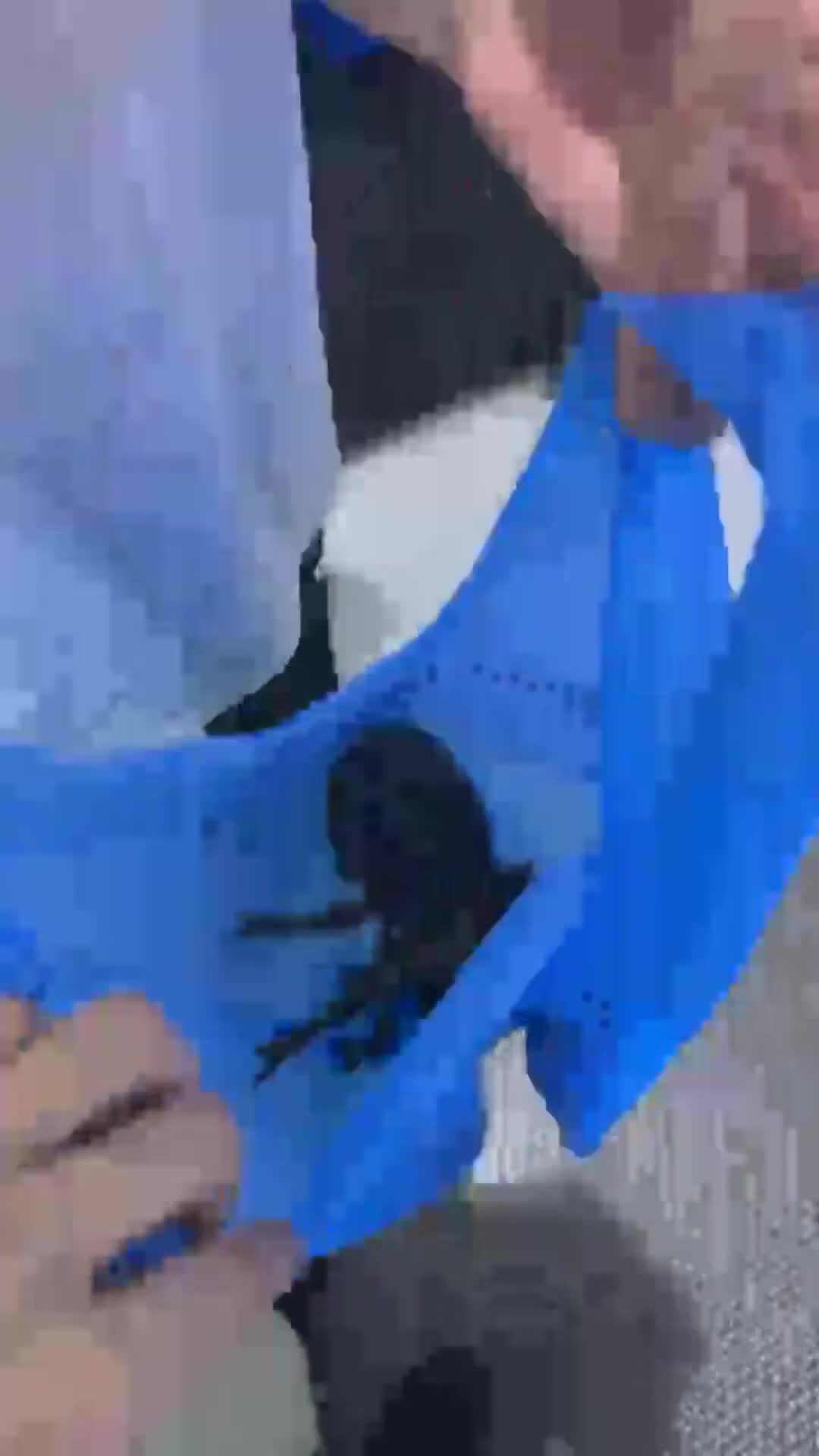 The lobster, bought and bagged
