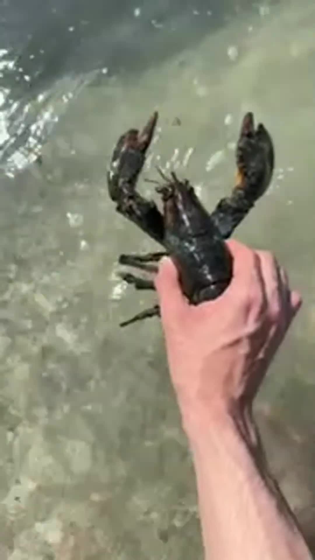 A live lobster held over the shallows before release