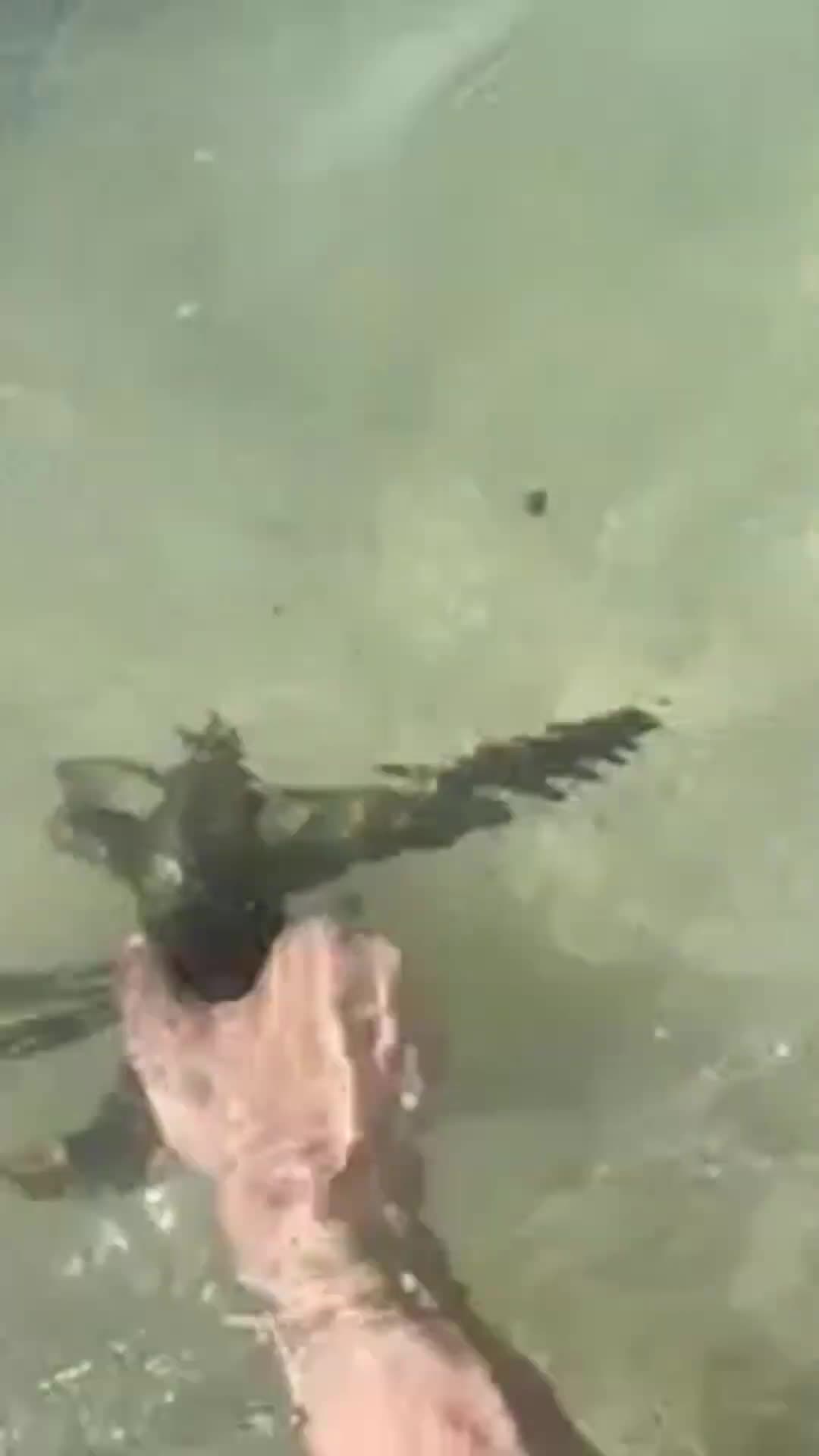 The lobster entering the water