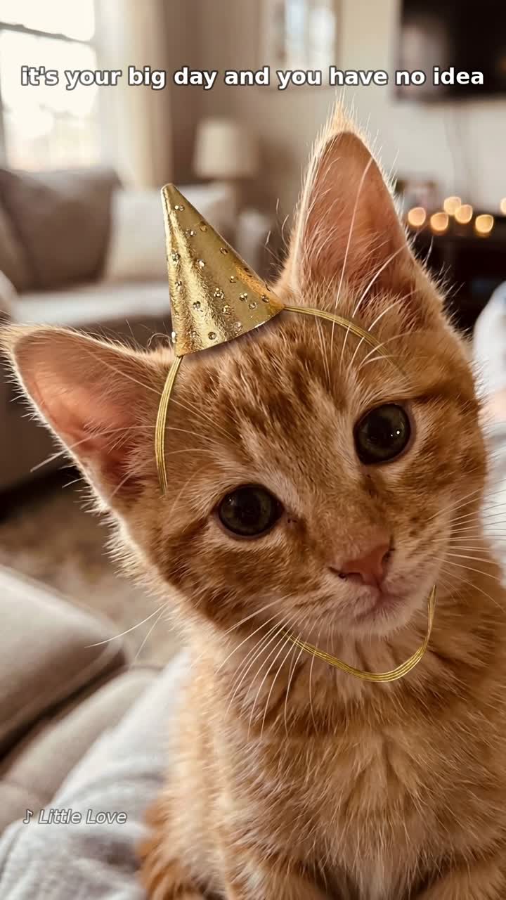The kitten