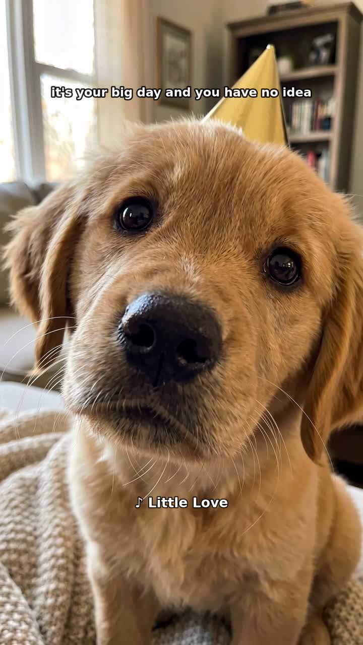 The puppy